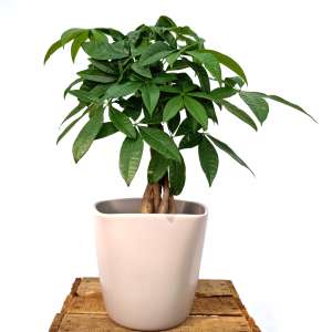 PACHIRA AQUATICA