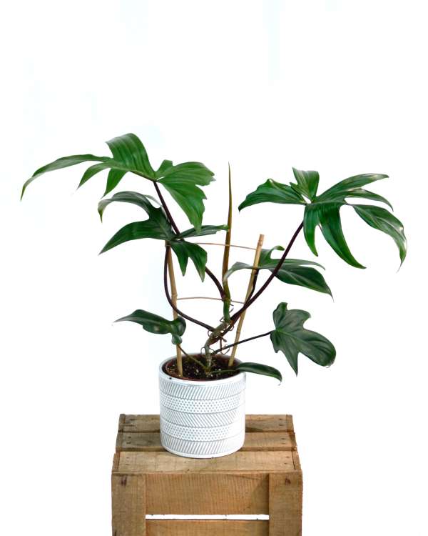 Philodendron Florida Green in vaso