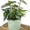 Begonia Cane Hotspot